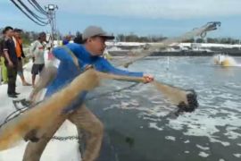 Budidaya udang vaname di Sukamara siap jadi pelopor di pesisir Kalteng