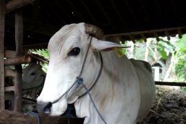 Temanggung jamin kesehatan dan ketersediaan hewan kurban