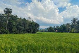 BPS Lampung catat nilai tukar petani pada Juni 2024  naik 3,91 persen