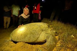 Konservasi penyu di Paloh Kalbar jadi tujuan wisata edukasi