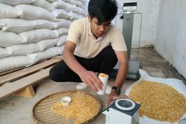 Bulog NTB serap 52.672 ton jagung petani