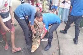 Dankarmat Lampung Selatan evakuasi buaya panjang lima meter