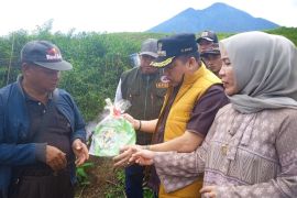 Pemkab Merangin bantu bibit cabai petani