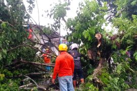 BPBD Lebak Banten evakuasi pohon roboh diterjang cuaca buruk