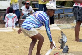 Melatih burung dara di masa libur sekolah Page 2 Small