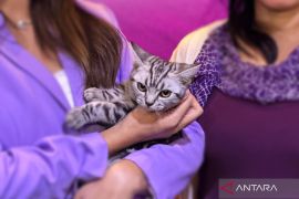 Jenis kucing yang cocok untuk penderita alergi