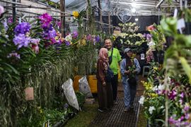 Hindari 5 kesalahan ini saat merawat tanaman agar tidak mati