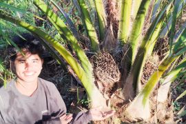 Harga rata - rata TBS sawit di Kalbar Periode I Juli Rp2.605,63/kg