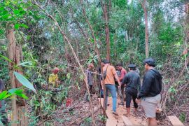 Polisi tangkap pelaku pembalakan liar Hutan Menumbing Bangka Belitung
