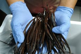 Balai Karantina Sumsel bantu proses ekspor vanilli ke Perancis