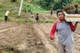 Kodim 1418/Mamuju kembangkan tanaman stevia