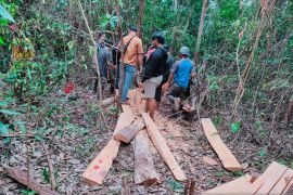 Pemkab Bangka Barat minta usut jaringan pembalakan liar di Menumbing