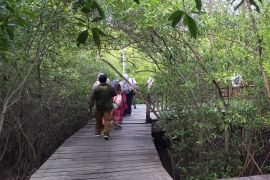 Kebun Raya Mangrove dikunjungi 43 ribu wisatawan pada semeter pertama 2024