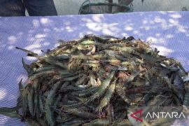 Indonesia jalin kerja sama dengan Amerika Serikat tingkatkan akses pasar udang