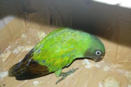 BKSDA Maluku amankan satwa dilindungi jenis burung nuri pipih merah betina