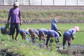 Tanam padi sepanjang tahun di Kediri