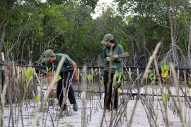 Pelindo to support climate action by protecting blue carbon ecosystem
