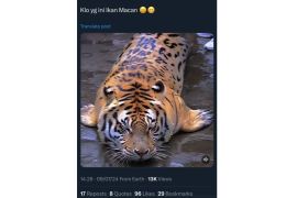Hoaks! video harimau laut terdampar di pantai