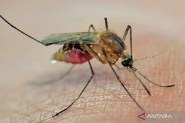 Peneliti: Nyamuk ber-Wolbachia dapat kurangi peningkatan bahaya hingga 30 tahun