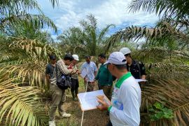 Disbunnak Kalbar sosialisasikan penilaian fisik kebun PSR