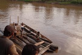 BPBD Kapuas Hulu Kalbar libatkan Basarnas cari korban tenggelam di sungai