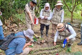Disbun Kaltim tetapkan Desa Badak Mekar sumber benih aren genjah