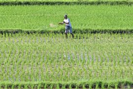 Luas tanam padi di NTB ditargetkan 430 ribu ha pada 2025