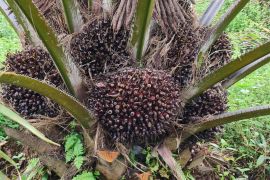 Realisasi peremajaan sawit rakyat di Kalbar sudah 20,3 ribu hektare