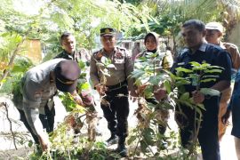 Polres Banjarbaru "berangus" Kecubung