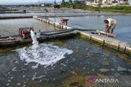 Produksi garam rakyat terhenti total di Palu Page 1 Small