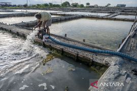 Produksi garam rakyat terhenti total di Palu Page 2 Small