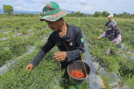 FOTO - Panen cabai merah di Aceh