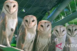Periset BRIN: Penggunaan burung hantu bisa kendalikan tikus di ladang