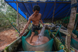 Produksi tepung sagu di Kendari Page 1 Small