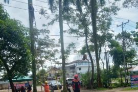 PLN rutin melakukan pemeliharaan jaringan listrik di Pontianak