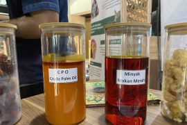 Minyak makan merah harus terjangkau