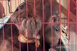 Polisi: Barang bukti orangutan yang hendak dijual warga diserahkan ke BKSDA