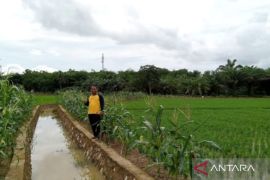 Tanah Bumbu boosts rice production to strengthen food security