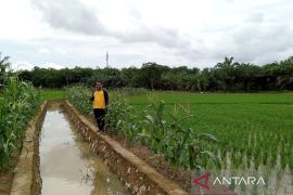 Tanah Bumbu genjot produksi padi perkuat ketahanan pangan