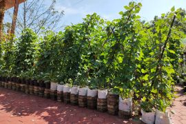 Dokter sebut makanan lokal bergizi asal terjaga kualitas lingkungannya