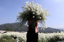 Pemanfaatan lahan bunga sebagai spot wisata