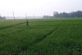 Panen di Lebak Agustus-September 2024 seluas 20 ribu hektare