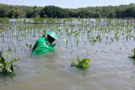 Nestle Milo lakukan penanaman 15.000 mangrove di Semarang