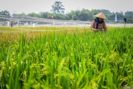 Indonesian govt raises rice, corn prices to help achieve food security