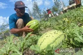 Produksi semangka di Aceh Singkil tembus 200 ton/tahun