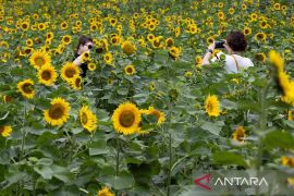Festival Bunga Matahari Taebaek ke-20 di Korea Selatan