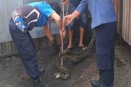 Warga harus pelajari cara mencegah hewan liar