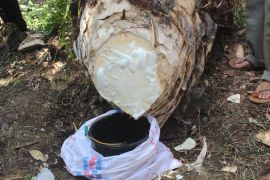 BRIN lihat langsung pembuatan gula merah dari air batang kelapa sawit di Pasaman Barat