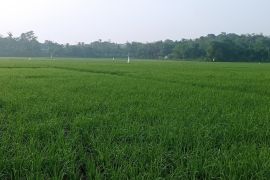 Dukung swasembada pangan, Lebak maksimalkan 50 ribu hektare lahan
