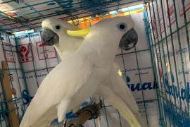 BKSDA Maluku terima dua ekor kakaktua koki hasil translokasi dari BKSDA Sumbar